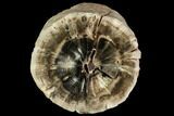 Triassic Woodworthia Petrified Limb - Zimbabwe #112020-1